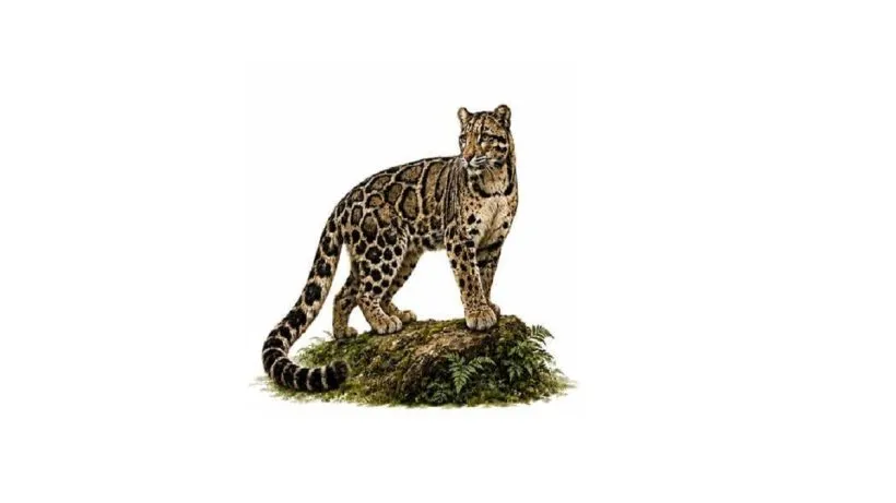 International Clouded Leopard Day