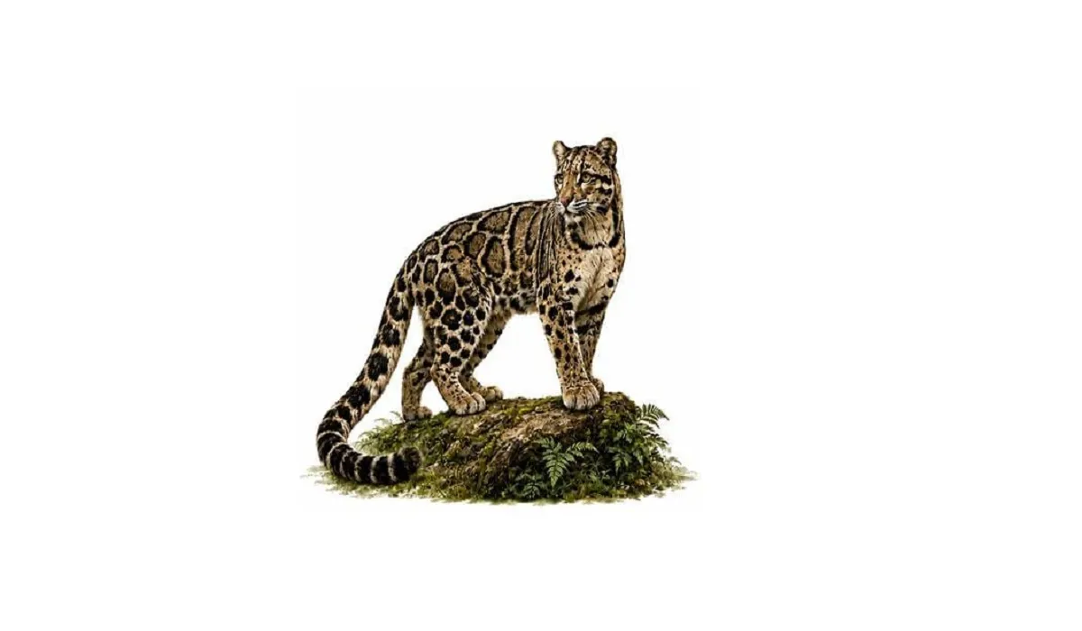 International Clouded Leopard Day