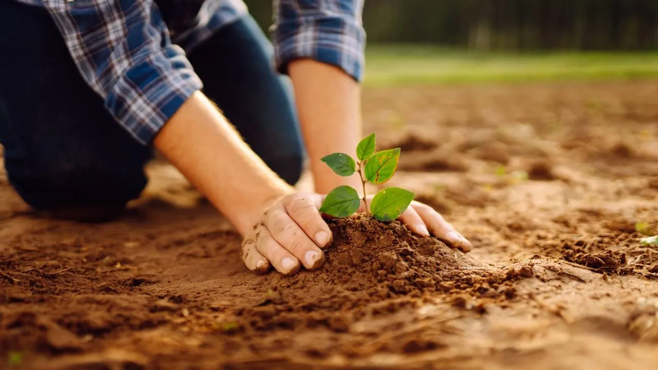 Planting tree