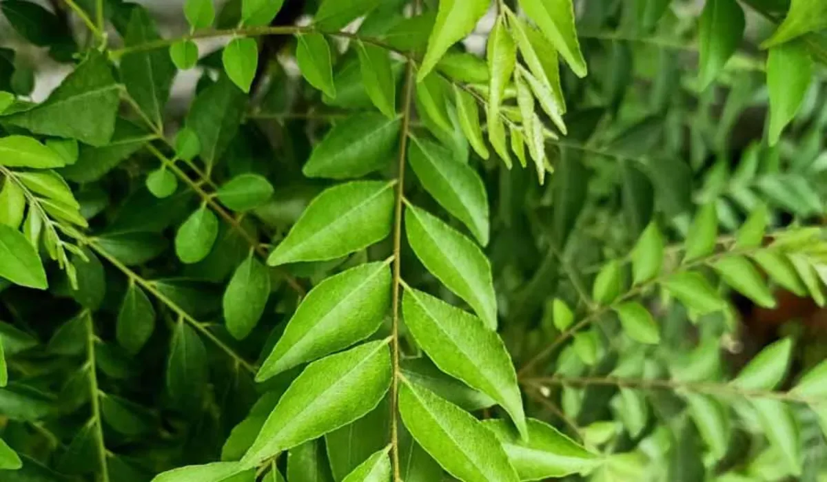 kadi patta health benefits