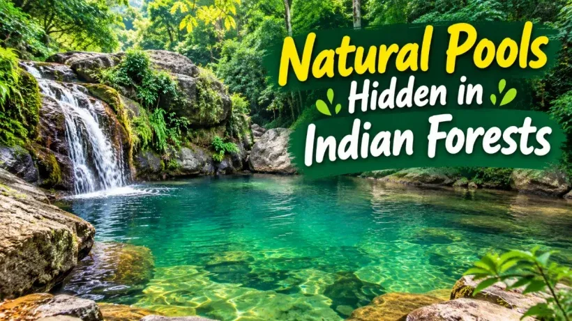 Natural Pools Hidden in Indian Forests
