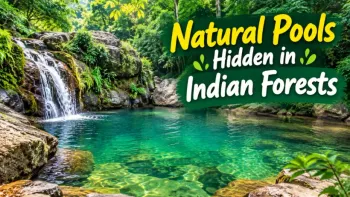Natural Pools Hidden in Indian Forests