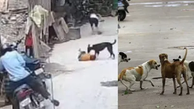 Sangam Vihar Stray Dog Attack