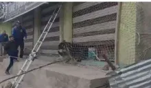 Bear Enters Shop in Jammu and Kashmir (credit social media )