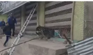 Bear Enters Shop in Jammu and Kashmir (credit social media )