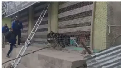 Bear Enters Shop in Jammu and Kashmir (credit social media )