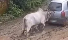 Bull Pushing Car Stuck in Mud