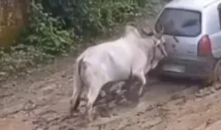 Bull Pushing Car Stuck in Mud