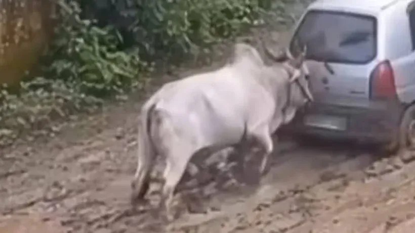 Bull Pushing Car Stuck in Mud
