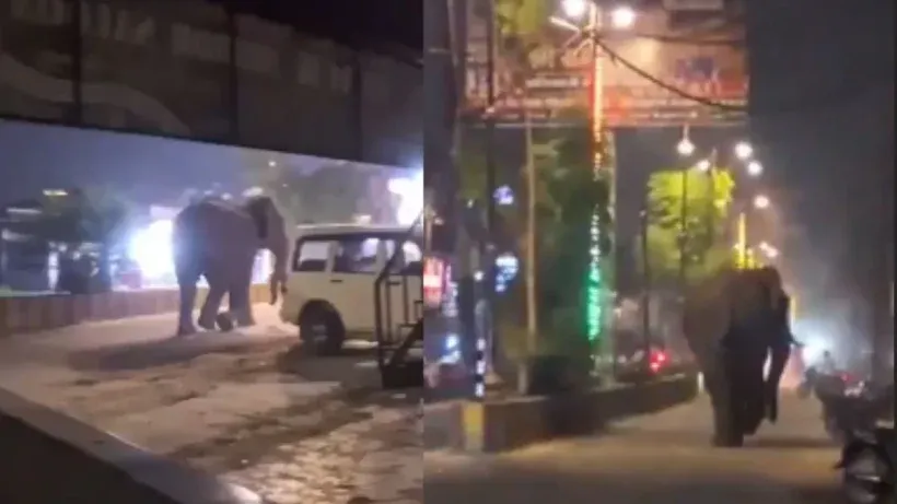Pilibhit Elephant Video Viral