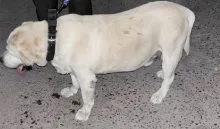 Jabalpur Dog Theft Case (credit social media )