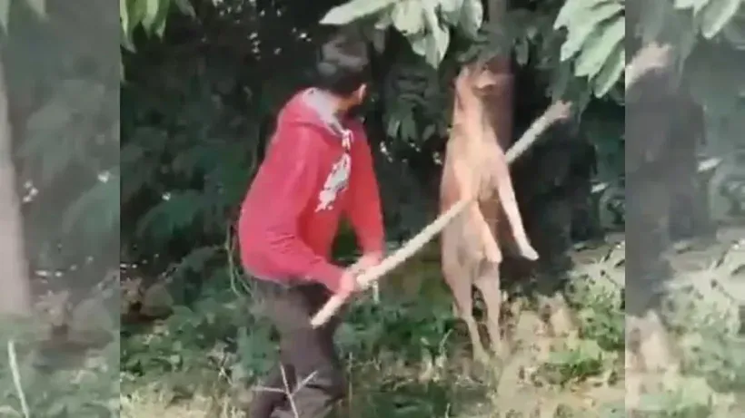 Bengaluru stray dog cruelty case
