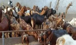 Kashmir Sheep Goat Loot