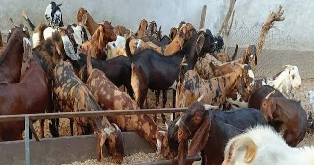 Kashmir Sheep Goat Loot